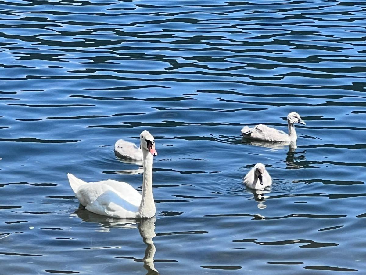 Ferienwohnung Mit Seeblick - Ossiacher See Gerlitzen Sattendorf Kültér fotó